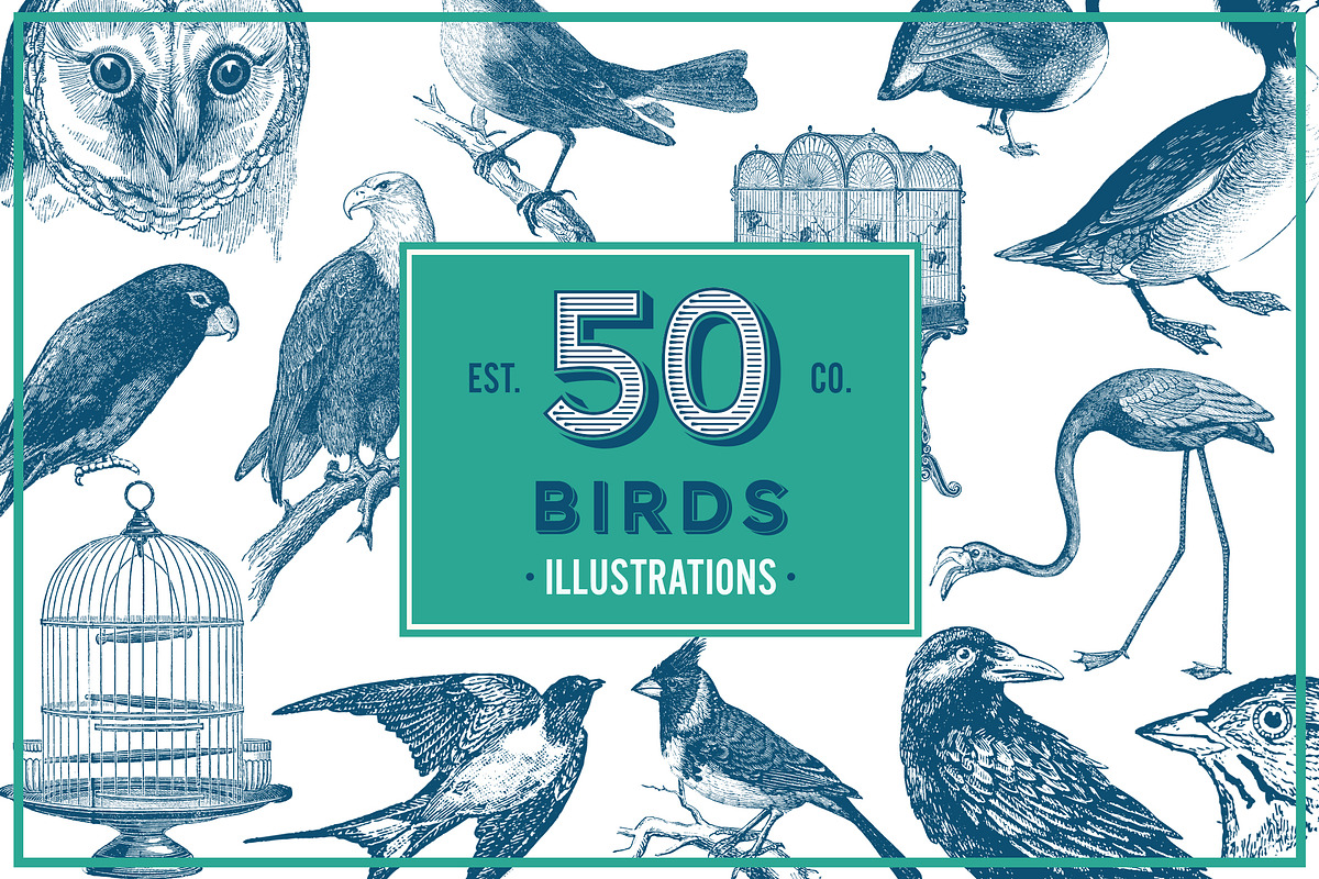 Birds Vintage Vector Illustrations, an Illustration by hypegraphic (Photo 1 of 4)