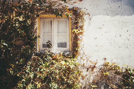Ivy-framed window with copy space, a Wallpaper Photo by SkyNext