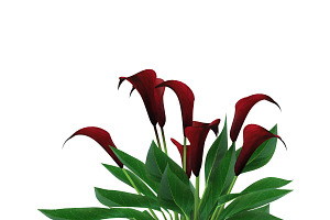 Calla Lily Purple