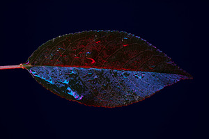 Close-up of a wet leaf illuminated by red and blue light against, a Nature Photo by Ales Munt