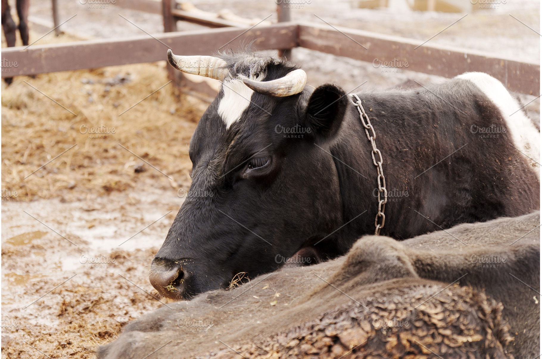 Cows resting peacefully in a rural, an Animal Photo by darksoul72