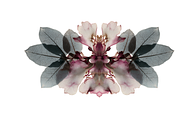 Heum Co. Botanical Inkblot Art, a Decorative Illustration by milatovar (Thumbnail 12 of 20)