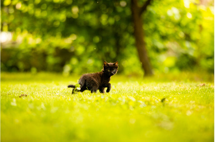 The black cat sneaks on the grass, an Animal Photo by oksix