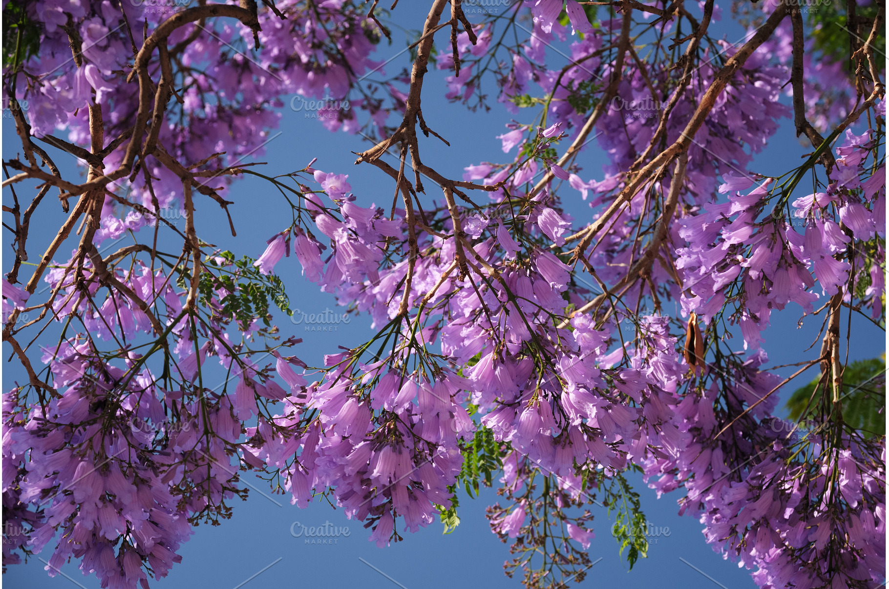 Jacaranda Tree in Full Bloom with, a Nature Photo by f9photos