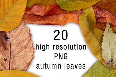 autumn leaves