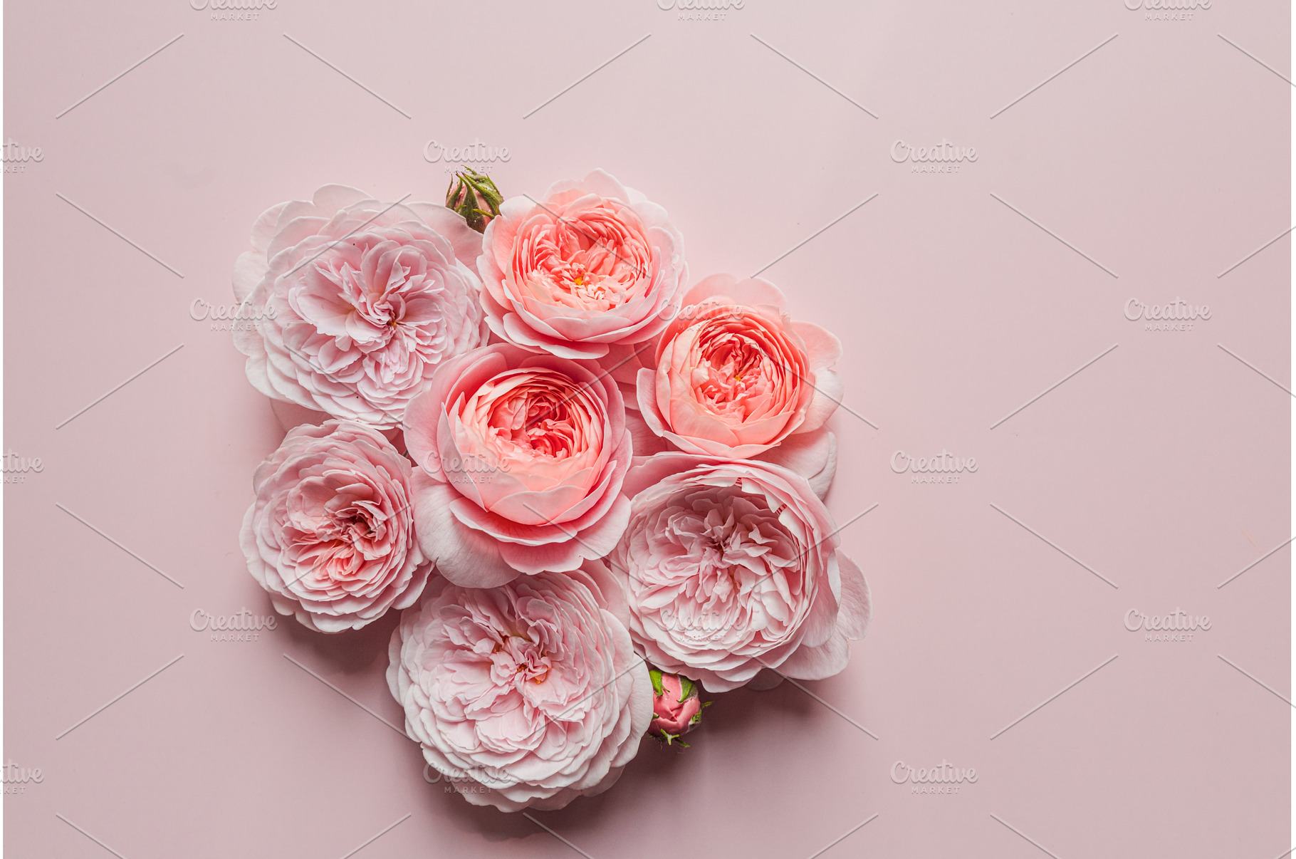 David Austin roses on the pink, a Nature Photo by oksix