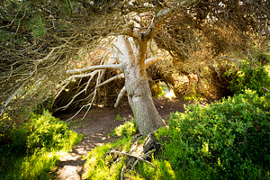 Fairytale Tree, a Nature Photo by THP Creative
