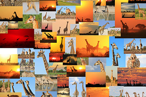 Giraffe - Wildlife Wonder and Icon