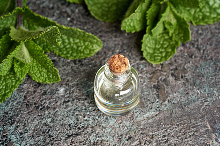 A bottle of peppermint essential oil with fresh peppermint leave, a Health & Medical Photo by Madeleine Steinbach