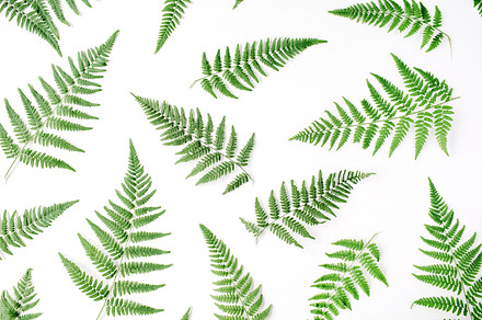 Fern pattern, a Nature Photo by Floral Deco