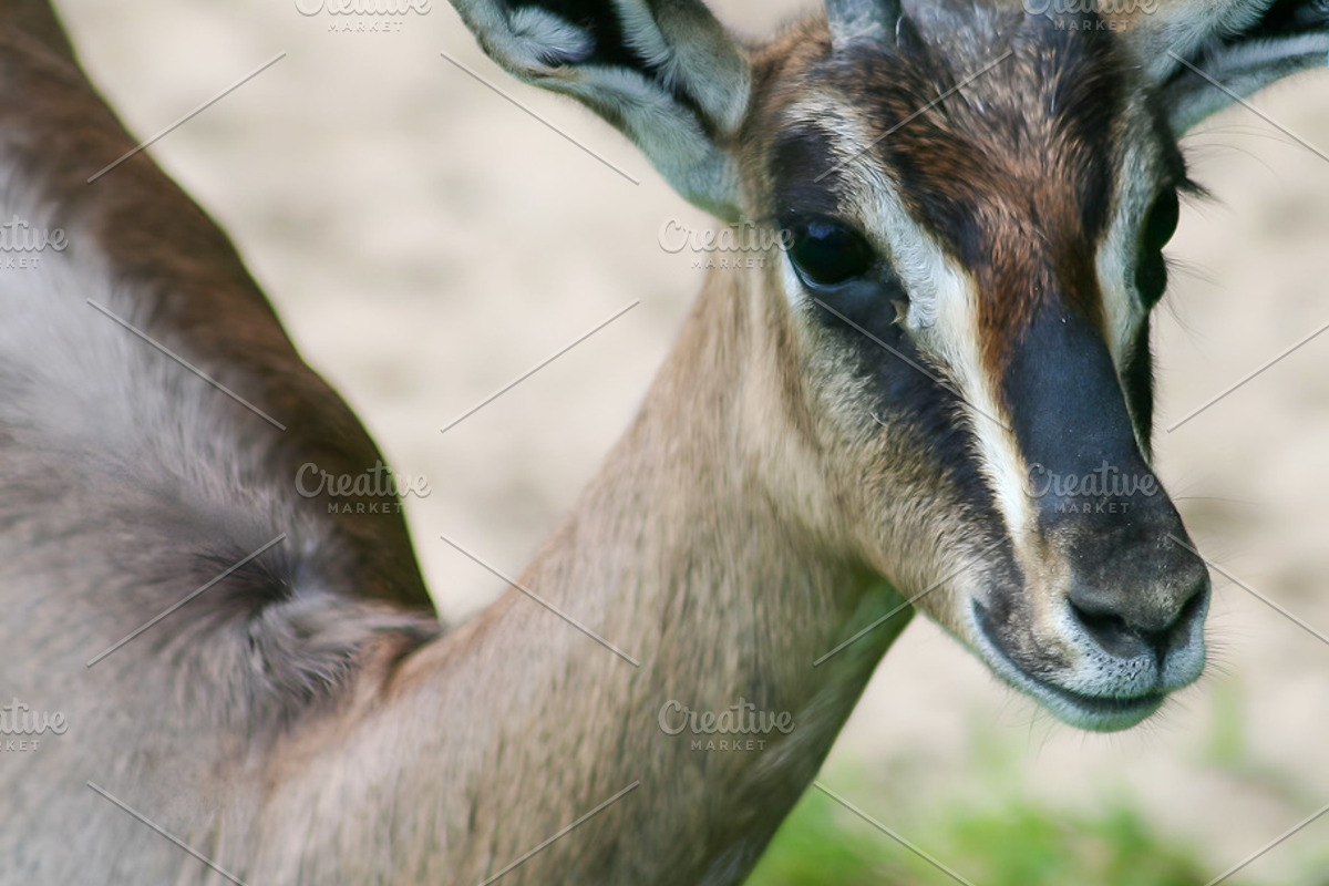Young Gazelle with Horns, an Animal Photo by cassini_photography (Photo 2 of 2)