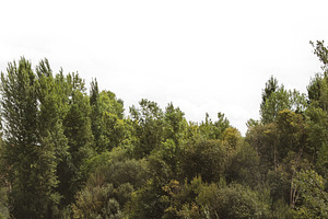 Isolated image of forest vegetation, a Nature Photo by DanFLCreativo