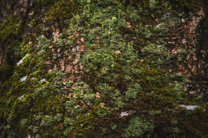Moss on Tree Trunk – Macro Shot, a Nature Photo by uncle-rico