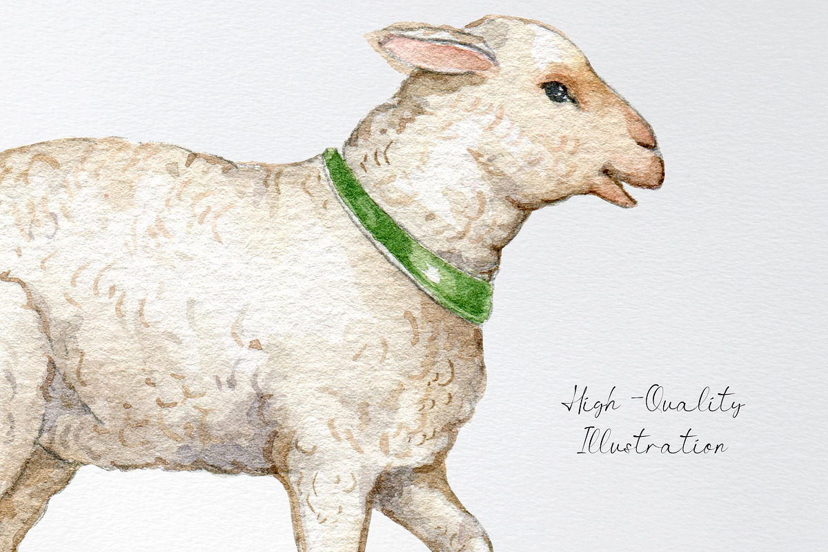 Watercolor lamb, sheep clipart, an Animal Illustration by yana.fefelova (Photo 4 of 4)