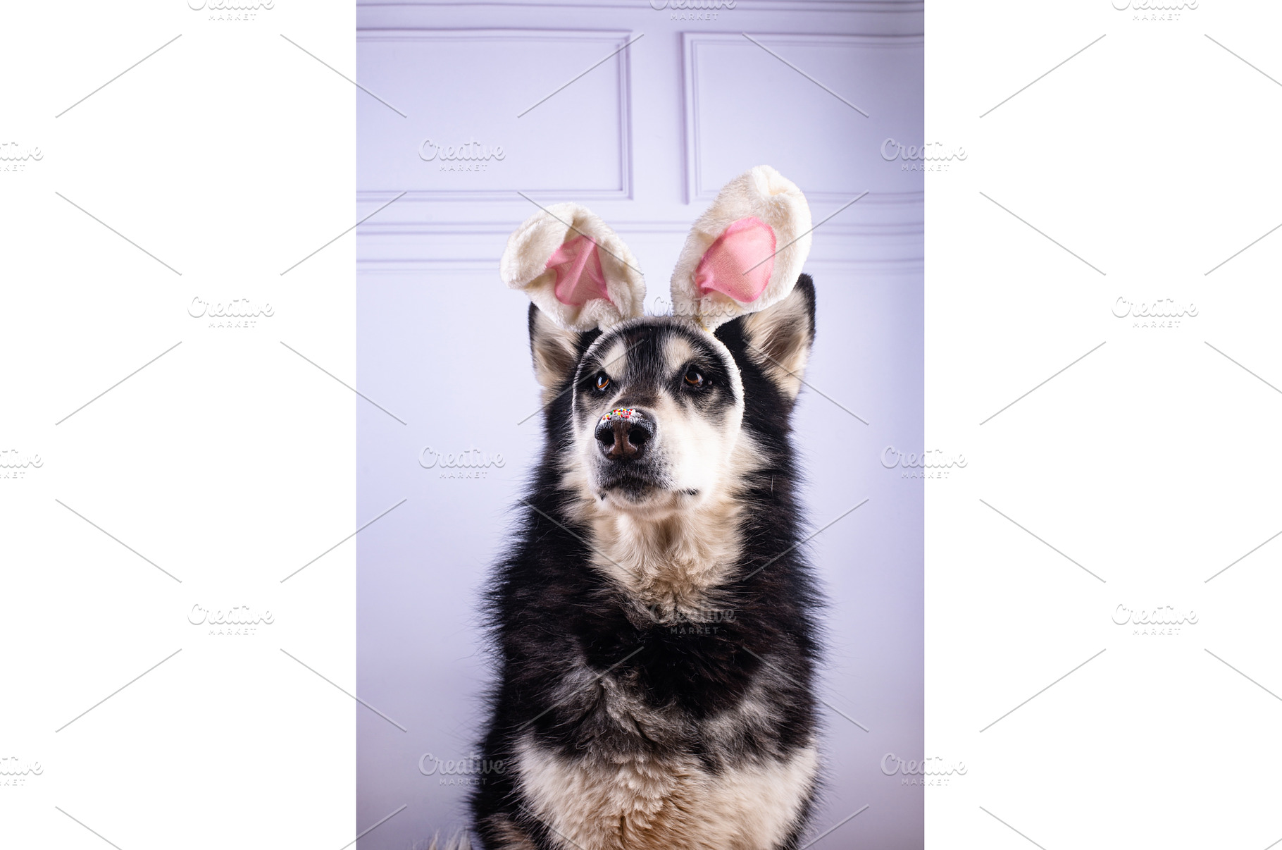 Malamute in Easter bunny ears, an Animal Photo by Yulia Furman