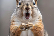 236 surprised animals, an Animal Photo by Handmadefont (Thumbnail 178 of 241)