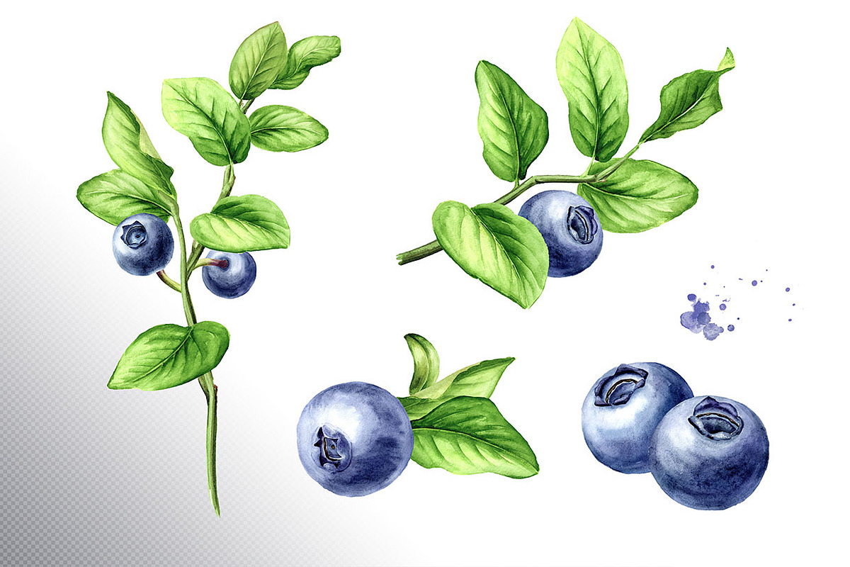 Blueberry. Watercolor collection, a Food Illustration by Daria Ustiugova (Photo 7 of 25)