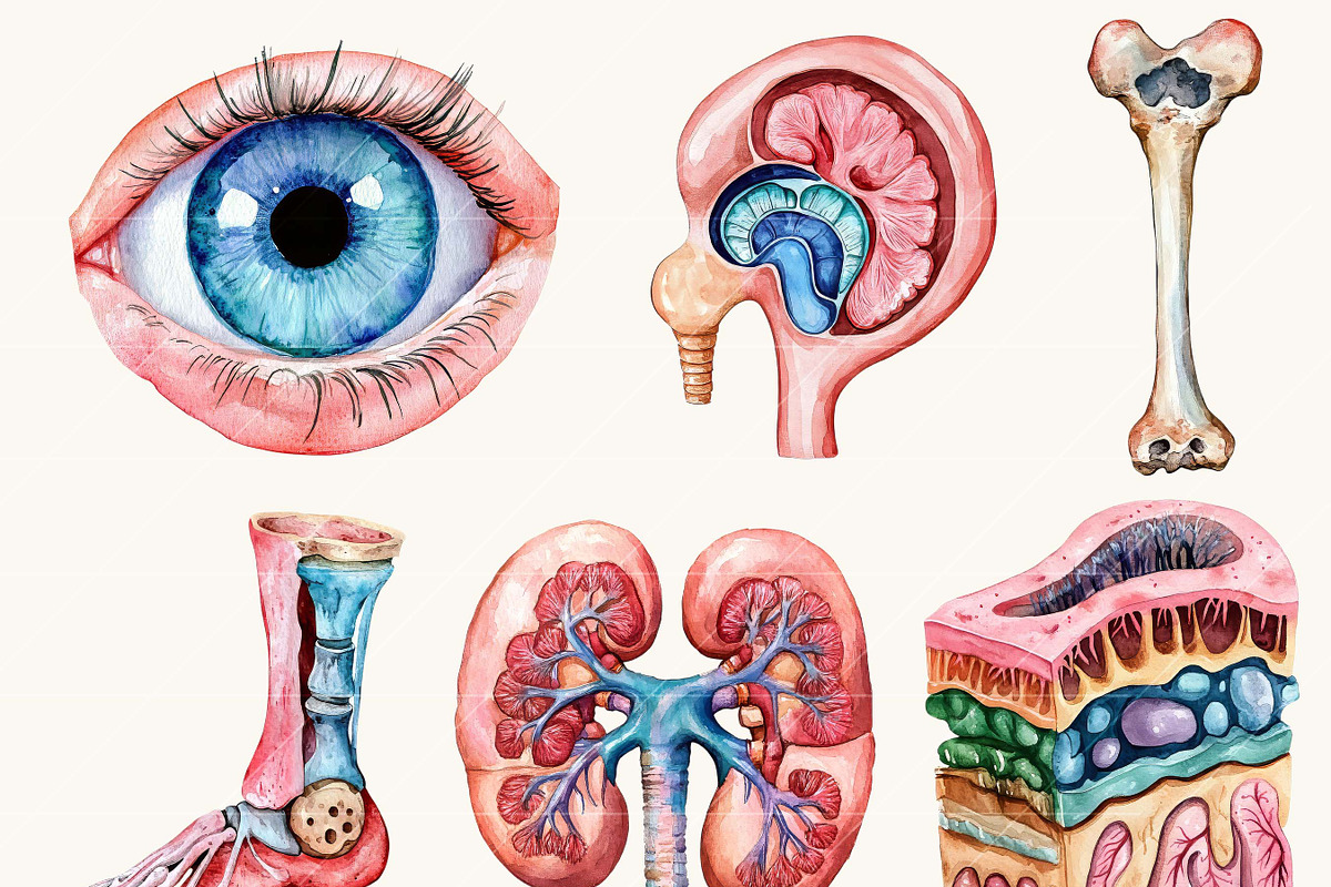 Watercolor Human Anatomy Clipart, a Person Illustration by BusyDaydesign (Photo 2 of 9)