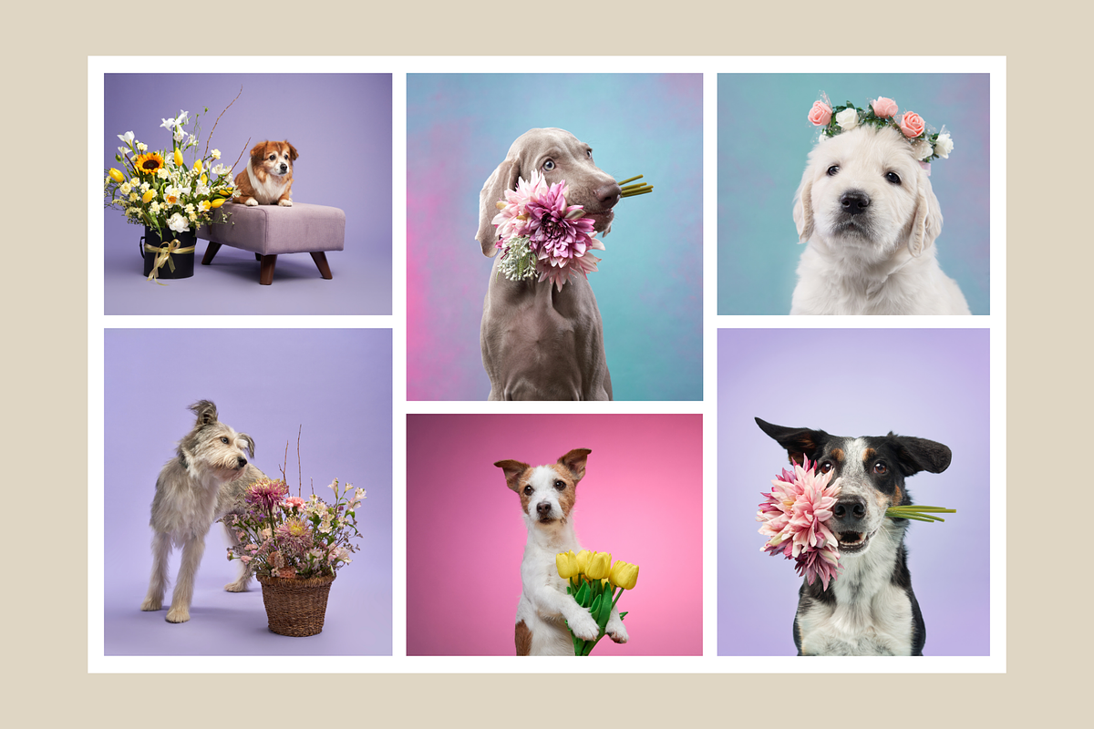 Spring Dogs Floral Photo Pack, an Animal Photo by Animalistica (Photo 3 of 4)