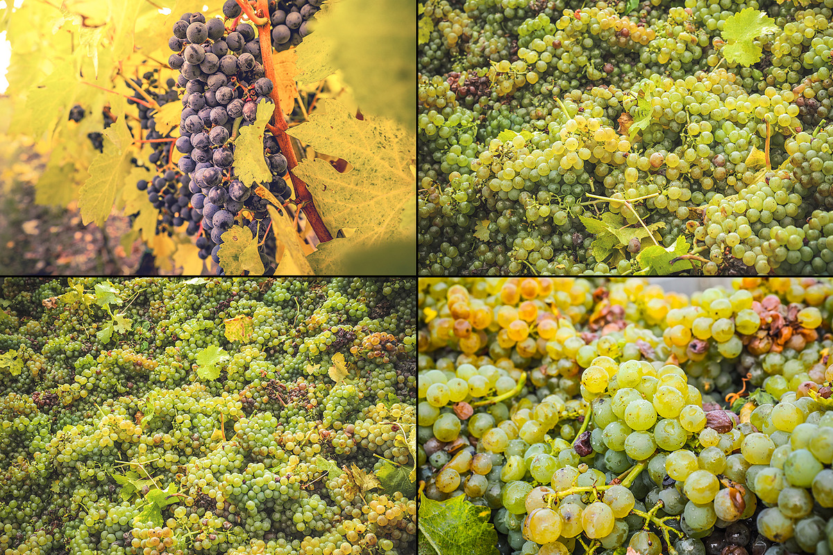 Viticulture /32 pics preview 8