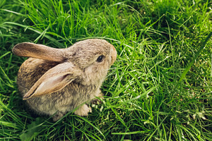 Grey baby rabbit in grass