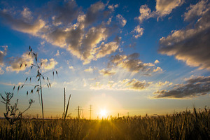 Sunset at the cornfields II