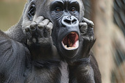236 surprised animals, an Animal Photo by Handmadefont (Thumbnail 63 of 241)