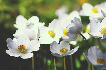 White anemona flowers stock photo, a Nature Photo by pictures for you