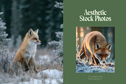 90 Cinematic Fox Stock Photos, an Animal Photo by Incomelion (Thumbnail 5 of 15)