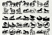 Horse SVG Bundle. Horse and girl, an Animal Illustration by DENIDigitalArtSudio (Thumbnail 4 of 9)