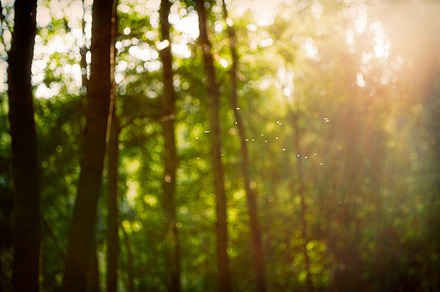 Vintage retro blurred forest landscape with leaks and bokeh featuring woods