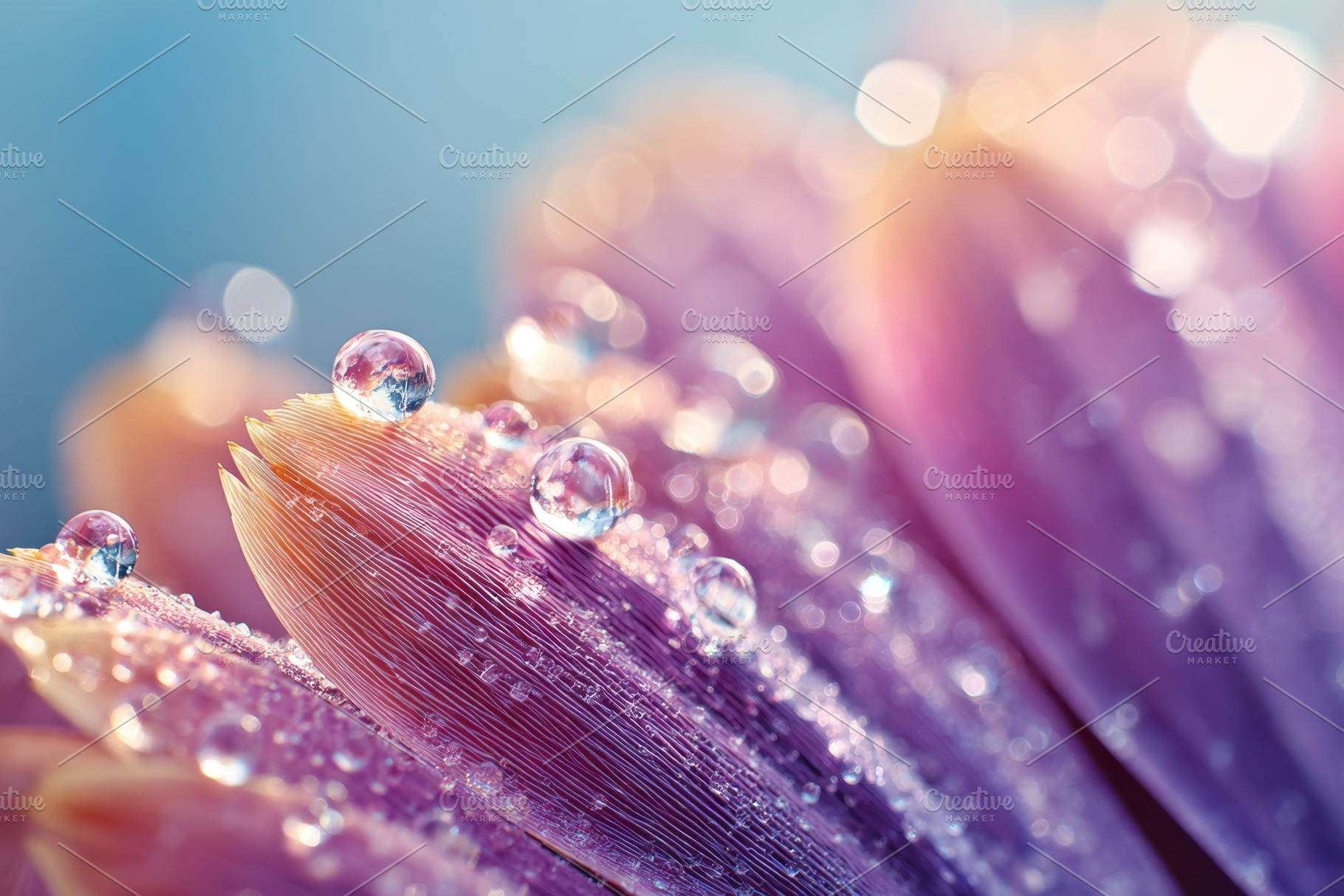 Close-up of a flower petal with water droplets, a Nature Photo by AlyaAnd