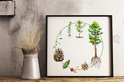 Pine Tree Life Cycle Set, an Education Illustration by Tati Bordiu (Thumbnail 2 of 5)