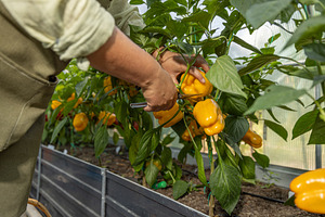 Farmer holding a organic ripe yellow bell peppers, a Photo by Grafvision photography