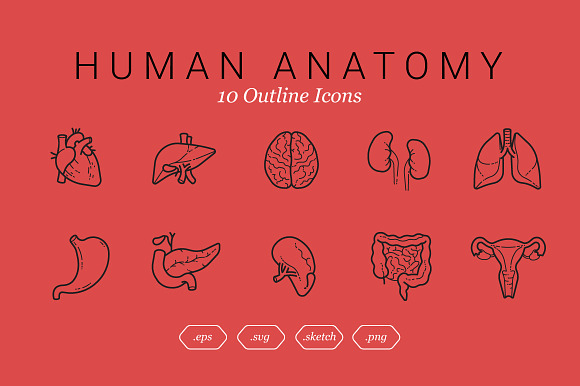 Human Anatomy (10 Outline Icons)