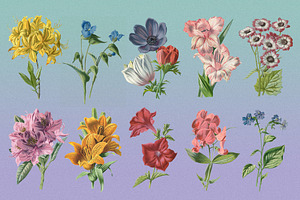 Atlas Of Flowers - Botanical Art Set