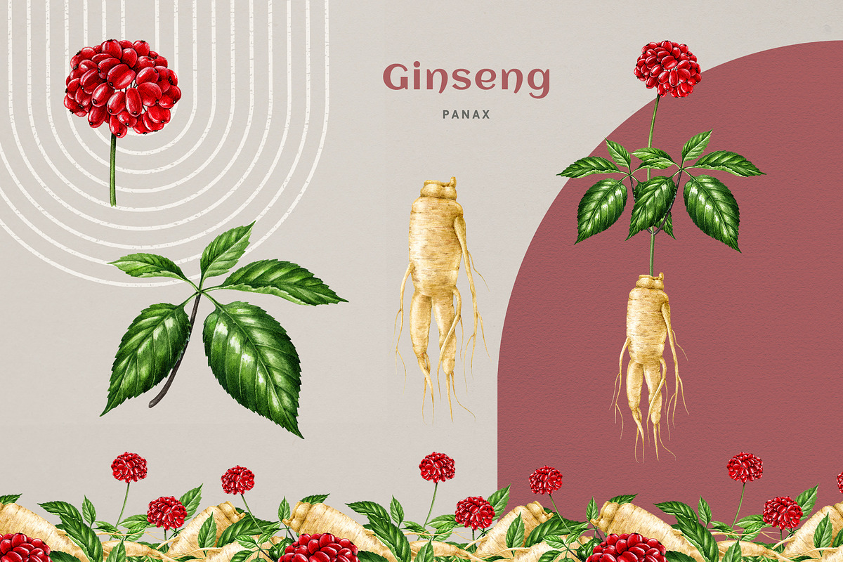 Adaptogenic Medicinal Plant Clipart, a Healthcare Illustration by AnitaPol (Photo 8 of 24)