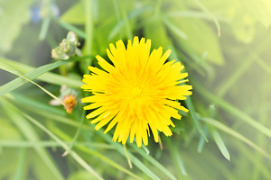 Dandelion yellow flower, a Nature Photo by Vapi