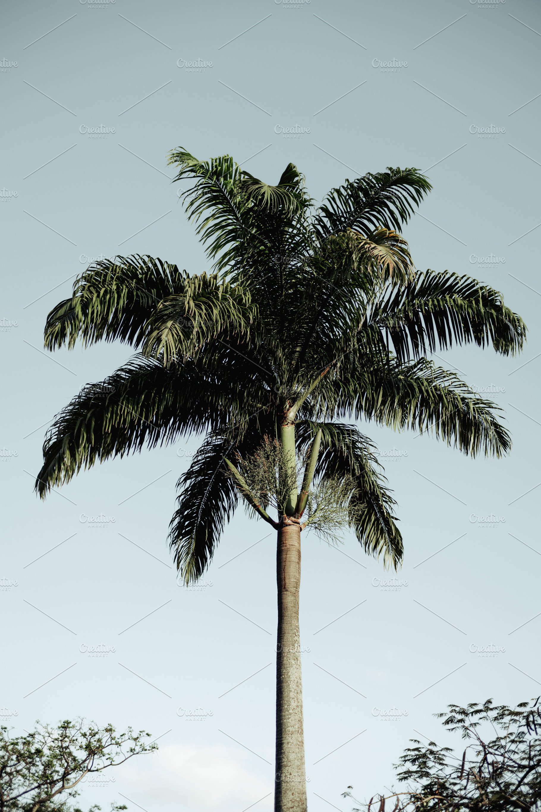 Vertical tropical palm tree, a Nature Photo by SkyNext