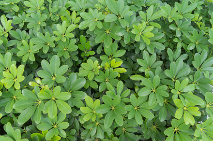 Green vegetable plant leaves of trees in garden pattern surface, a Background Photo by Tampatra