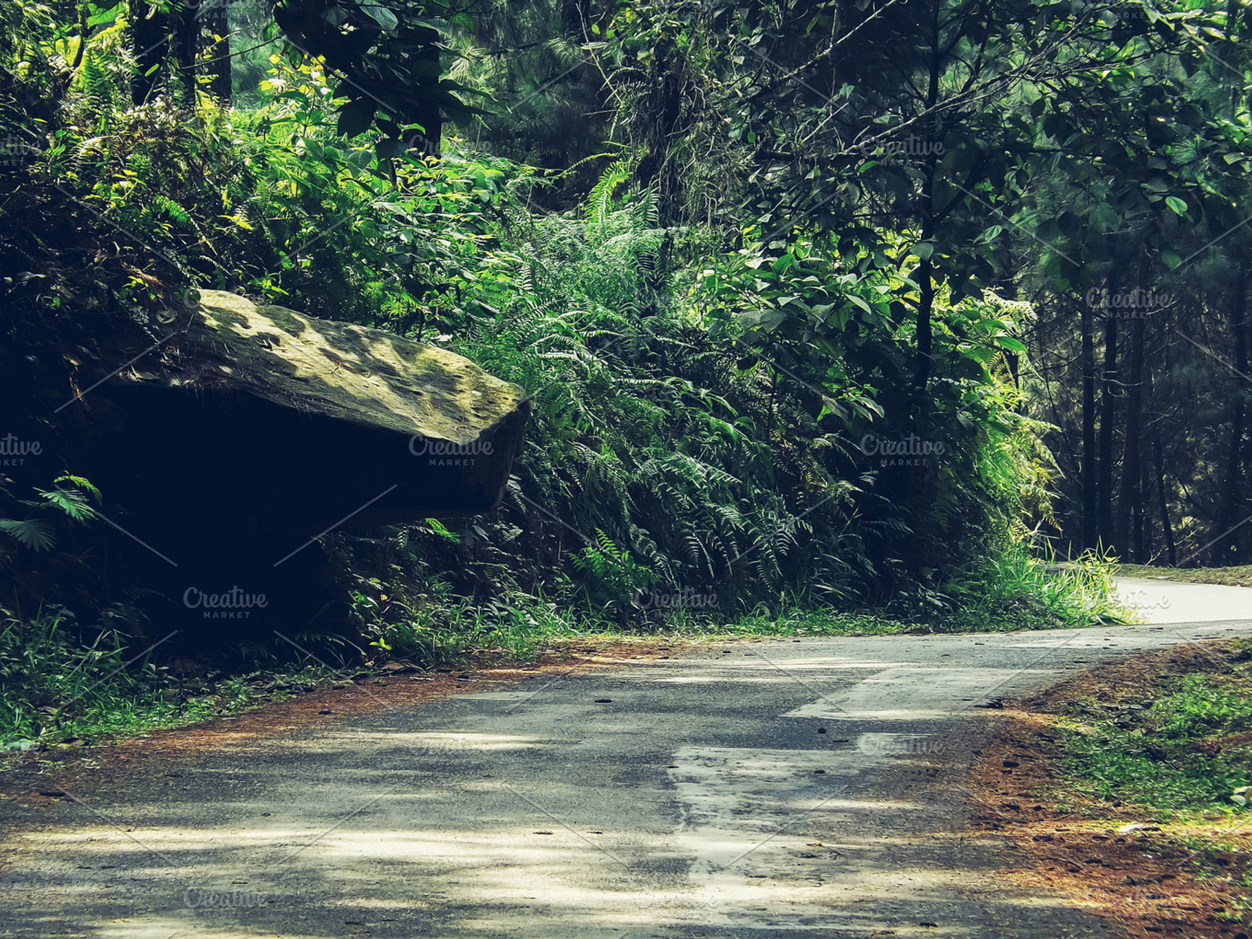 Road To The Jungle, a Nature Photo by alyaphotoworks