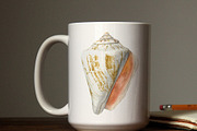 Seashells watercolor illustrations, an Illustration by JulShuman (Thumbnail 8 of 8)