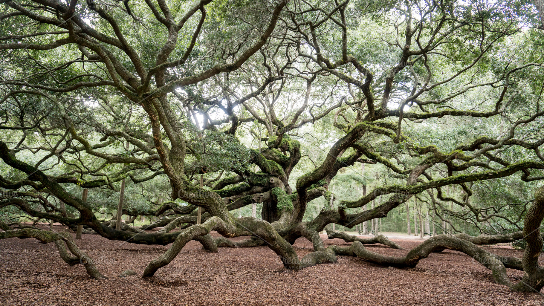 Angel oak stock photo containing tree and oak, a Nature Photo by Crux Creative