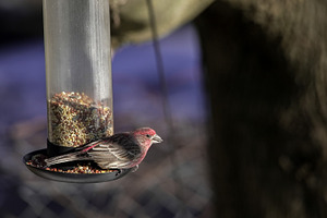 House finch bird eating seeds from f, an Animal Photo by 1miromiro