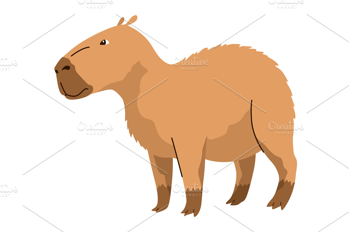 Capybara. Cartoon cute animal, wild, an Animal Illustration by the8monkey
