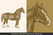 Horses - Vintage Illustration Set, an Illustration by Graphic Goods (Thumbnail 3 of 12)