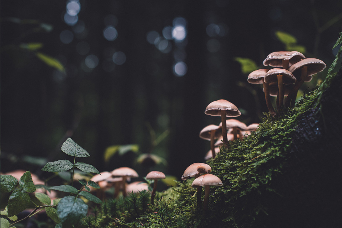 Moody Lightroom Presets - Landscapes, an Action Add-On by PhotoMarket (Photo 28 of 35)