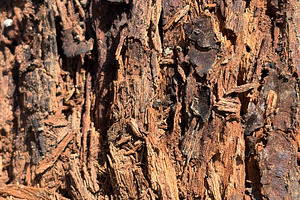 A Logs Inside, a Nature Photo by Color FFF