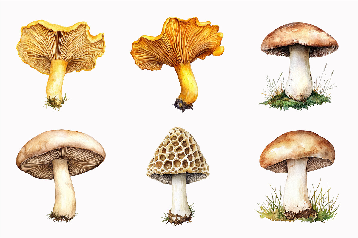 Forest Mushrooms Clipart, an Illustration by Design Market (Photo 5 of 5)