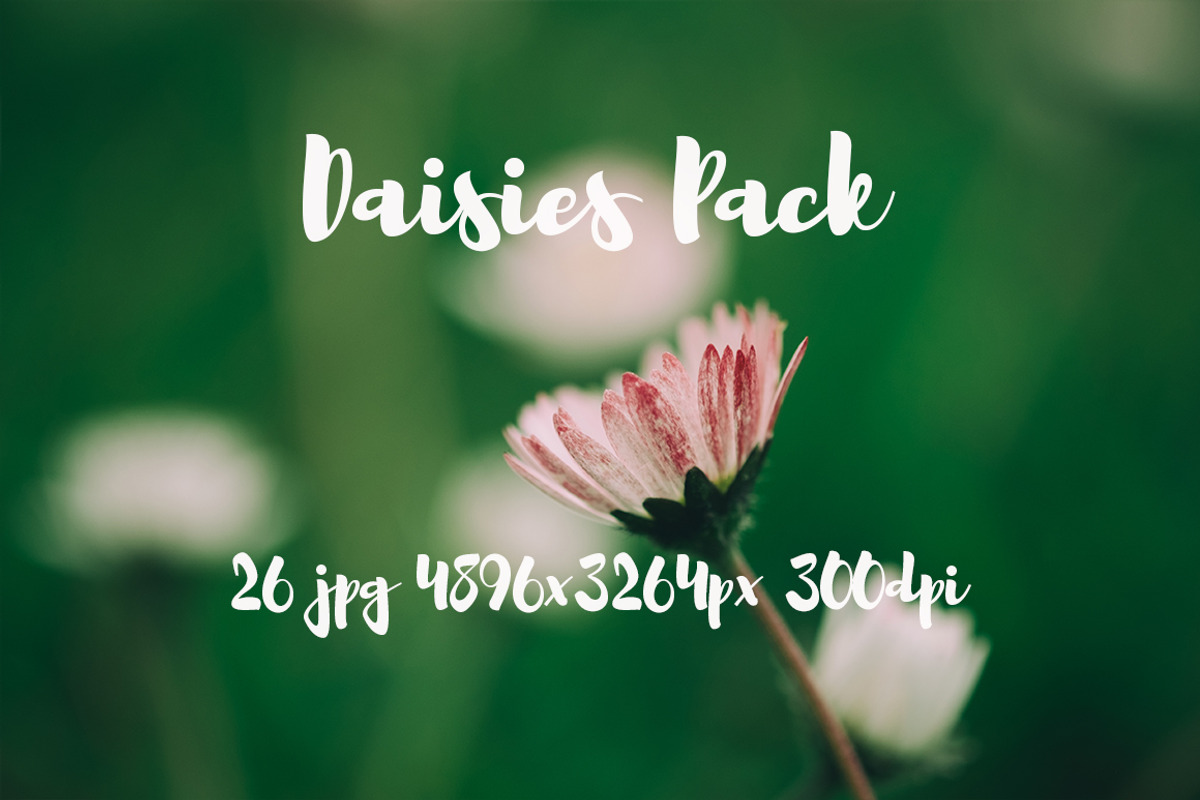 Daisies Pack, a Templates & Theme by ApertureVintage (Photo 1 of 14)